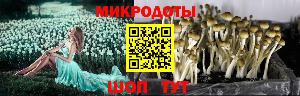 Галлюциногенные грибы Cubensis  Галлюциногенные грибы прущие грибы  Будённовск  Вход с VPN 